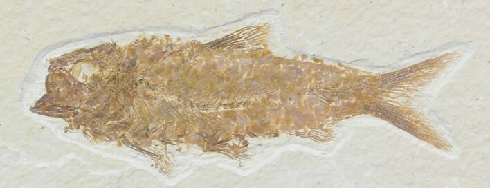 Knightia Fossil Fish - Wyoming #32842
